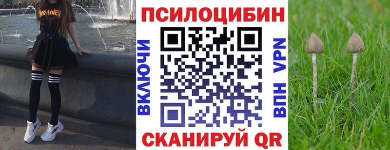 где найти   Катав-Ивановск  Псилоцибиновые грибы Cubensis 